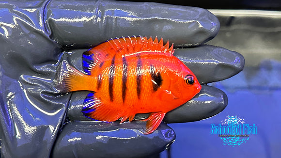 Flame Angelfish X-mas Island Female FA7