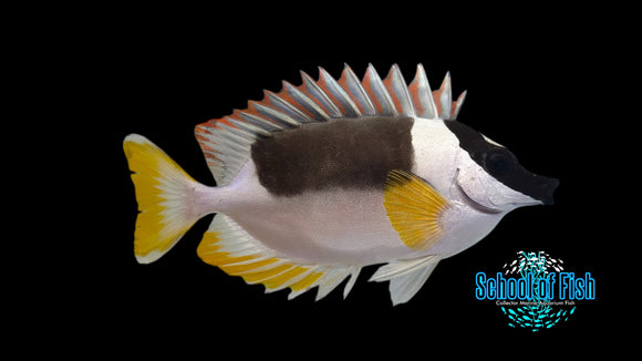 Magnificent Foxfish MF1