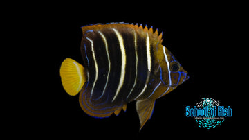 African Goldtail Angelfish 4"