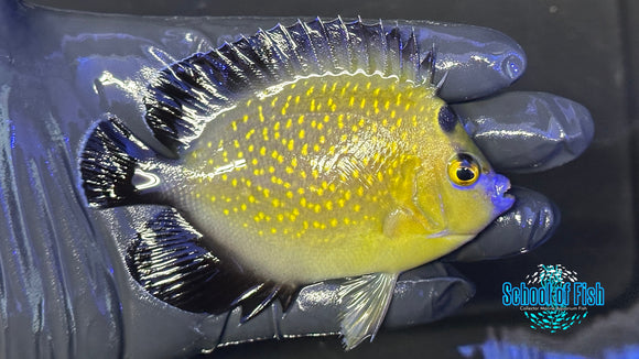 Goldflake Angelfish WILD GFA1