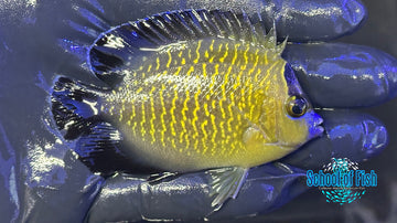 Goldflake Angelfish WILD GFA2