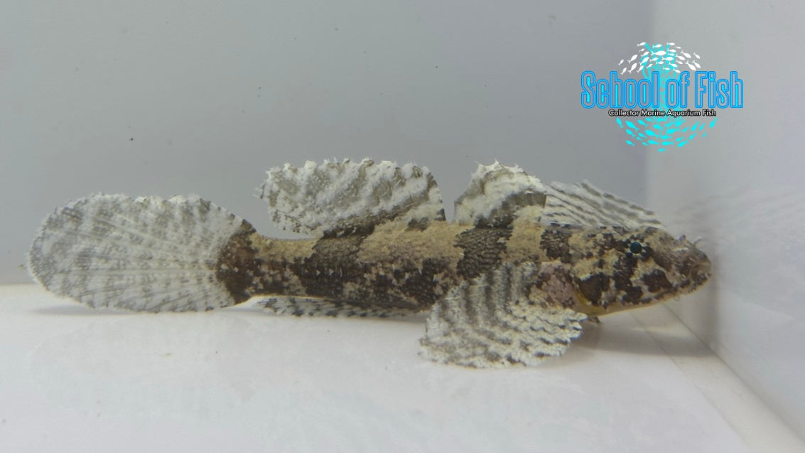 Hasslet Goby HG1