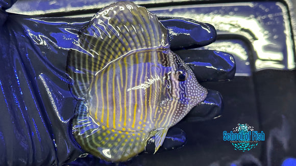 Heart Desjardini Tang 4"