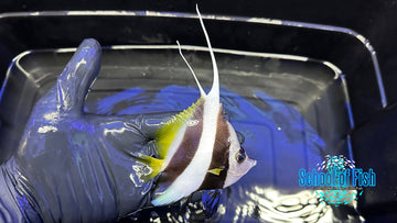 Heniochus Pair Double Penant HP1