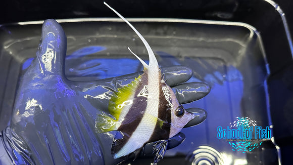 Heniochus Pair Double Penant HP1