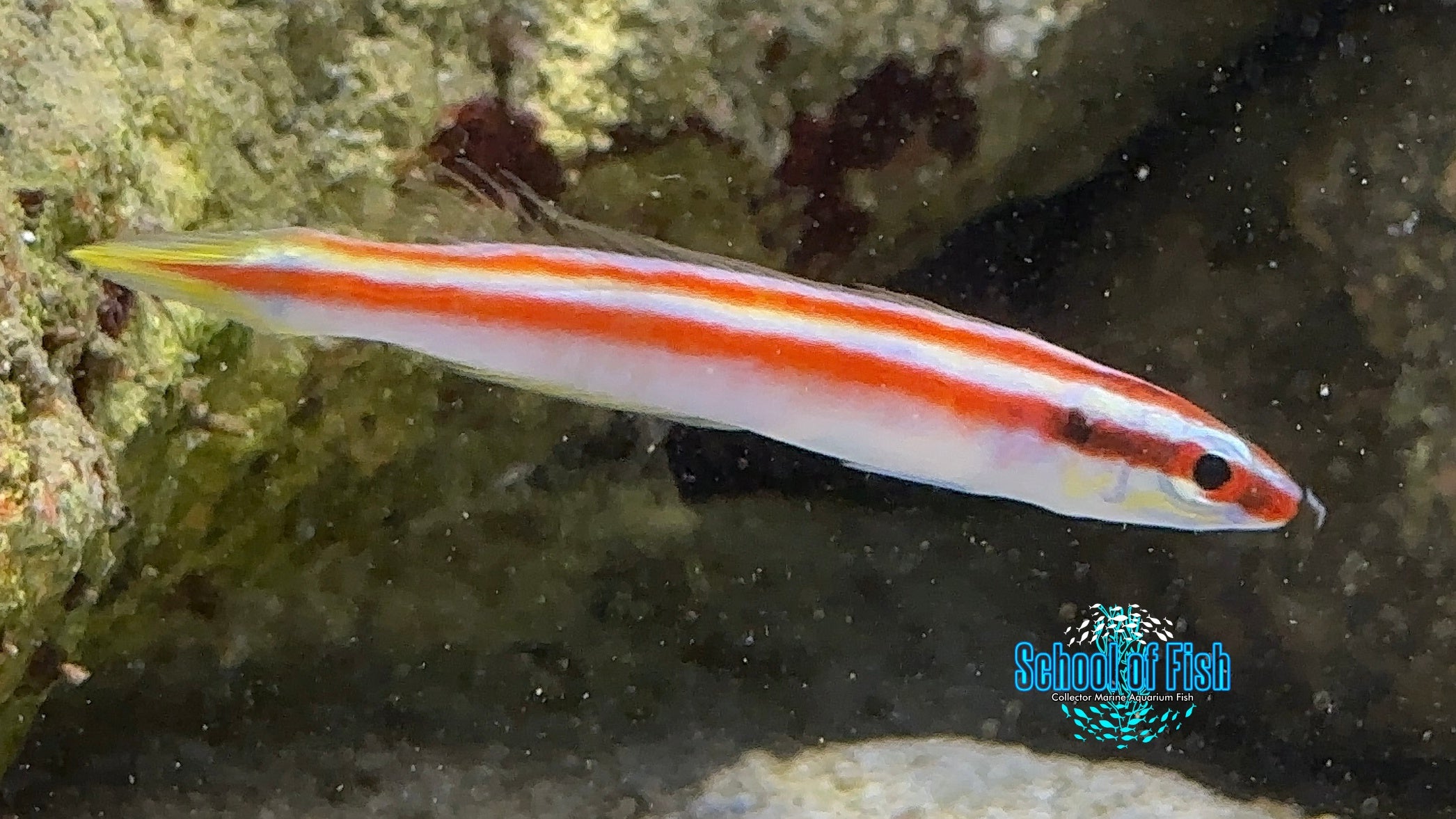 Redline Deepwater Hogfish