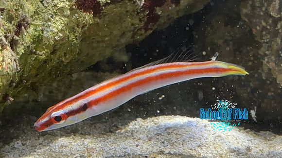 Redline Deepwater Hogfish