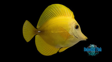 Yellow x Scopas Hybrid Tang SHT1