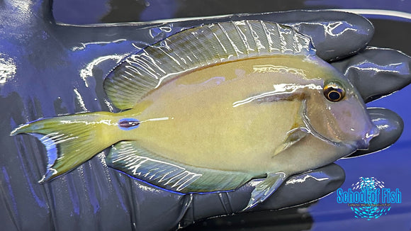 Orange Shoulder Hybrid Tang OSHT1