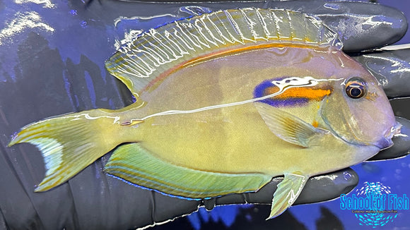 Orange Shoulder Tang OS2