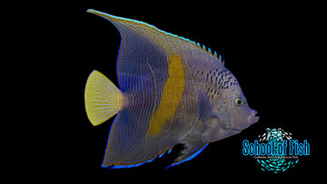 Maculosus/Chrysurus Hybrid Angel 7"