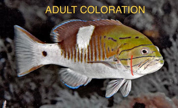 Masked White Square Grouper Australia - 0