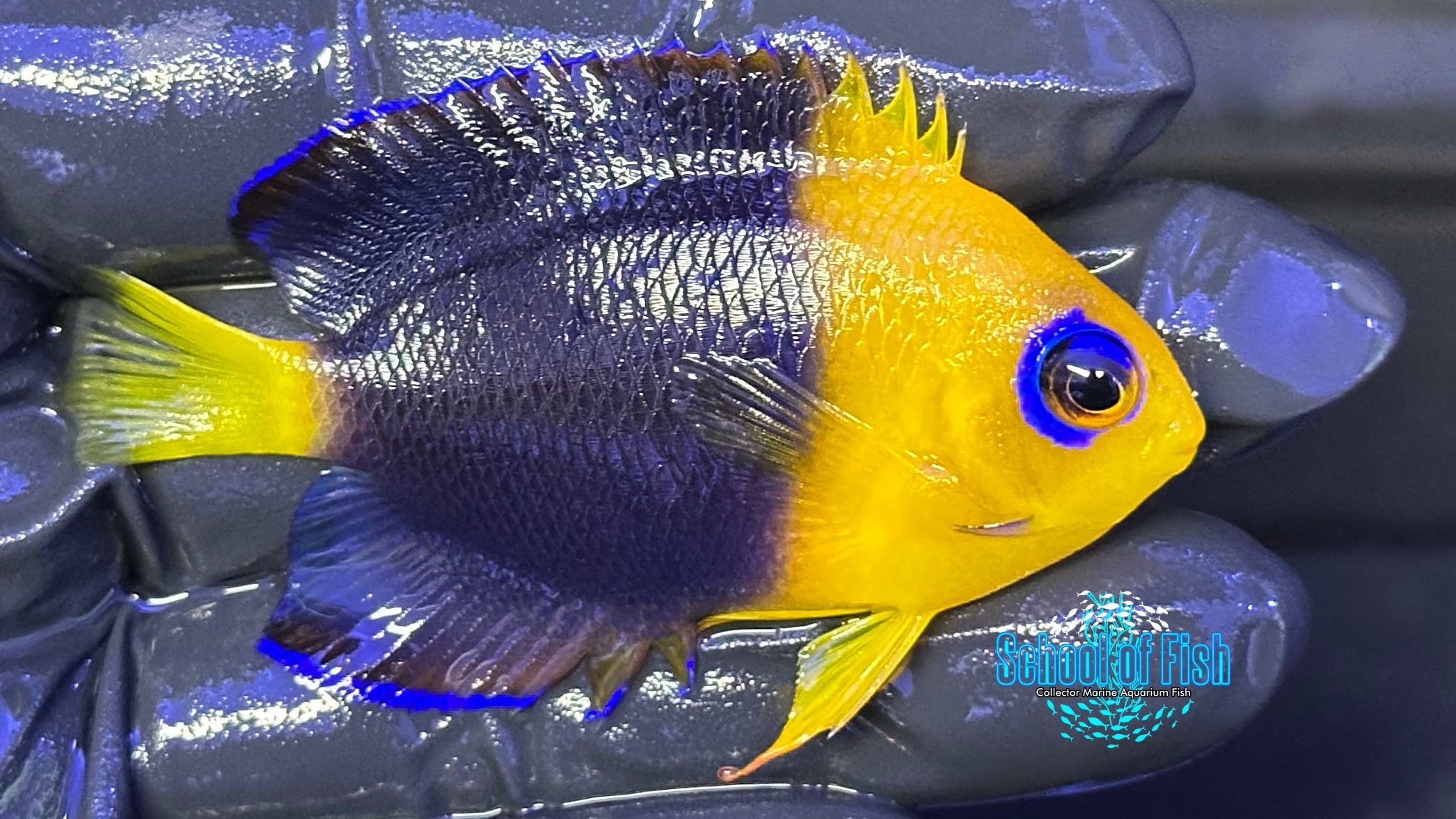 Joculator Angelfish  2.5"