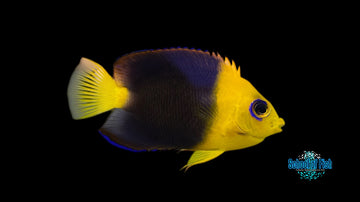 Joculator Dwarf Angelfish 2.5"