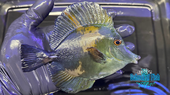 Blue Koi Scopas Tang BKT2