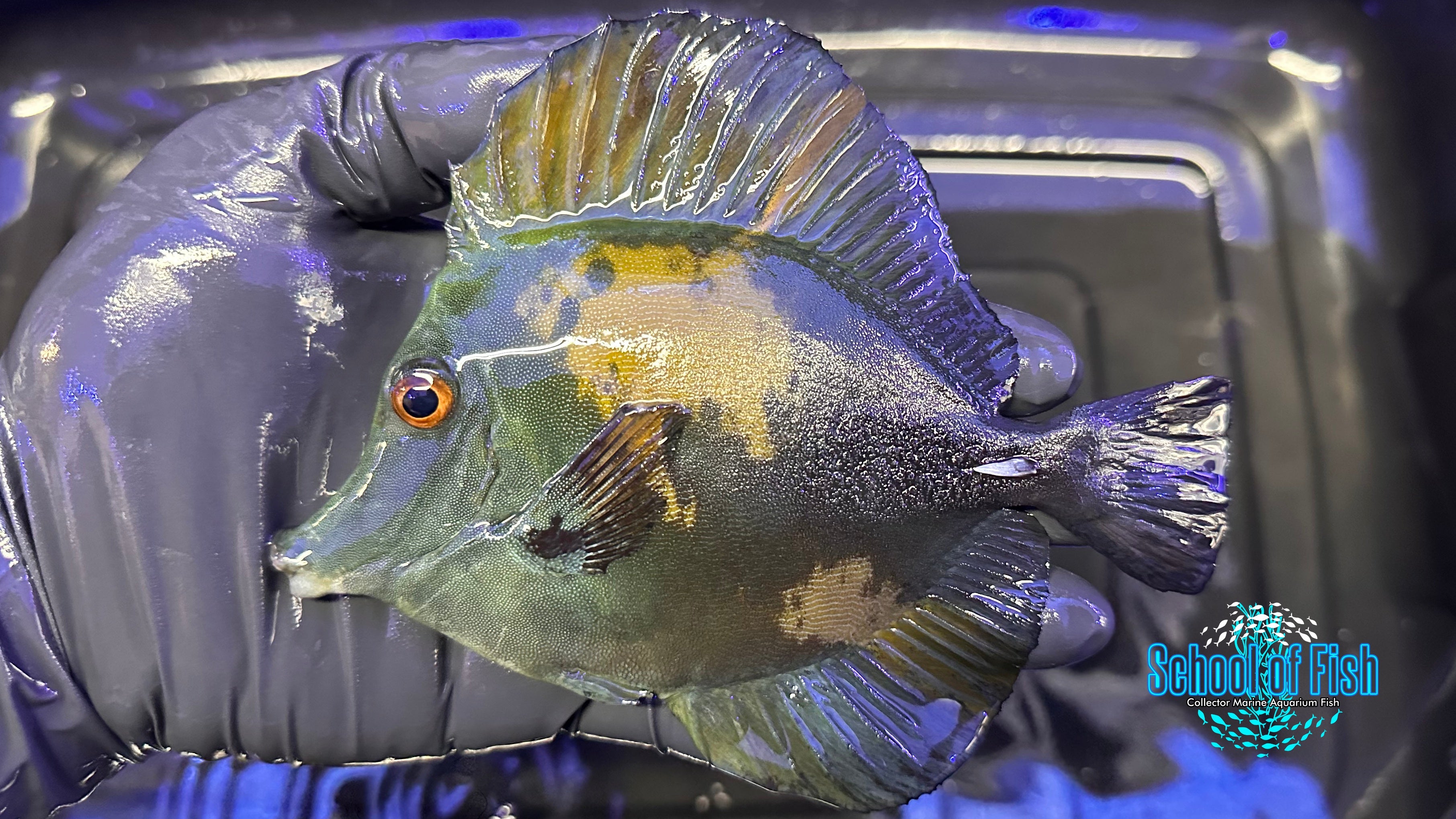 Blue Koi Scopas Tang BKT2 | School of Fish Online Store