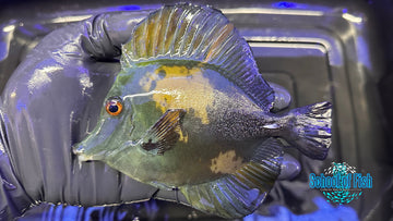 Blue Koi Scopas Tang BKT2 - 0