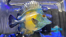 Blue Koi Scopas Tang BKT1-1