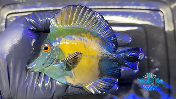 Blue Koi Scopas Tang BKT1 - 0