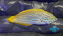 Lennardi wrasse 2 nov 17 2022 16 18 32 1