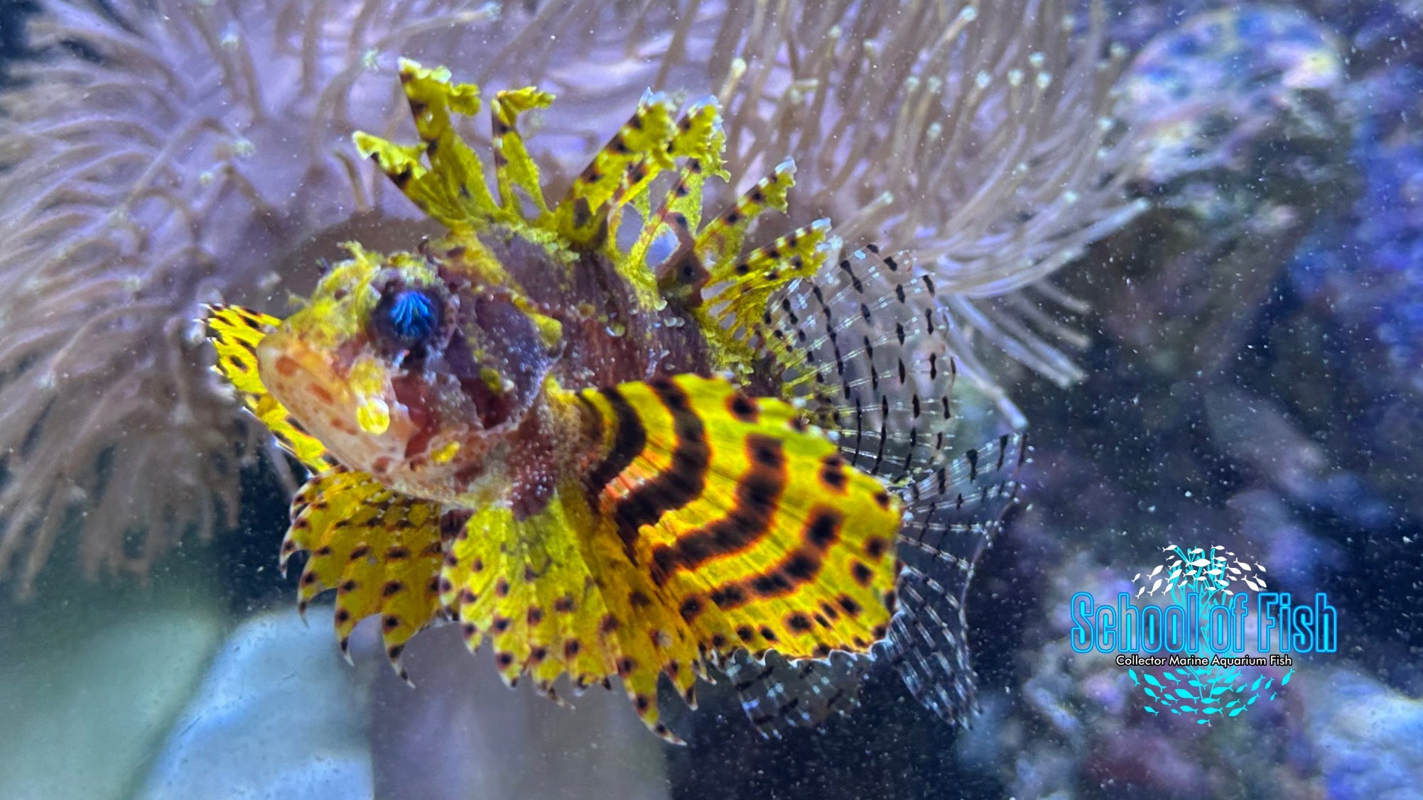 Yellow Fuzzy Dwarf Lionfish YFL1 | School of Fish Online Store