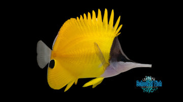 Longnose Butterfly 4"