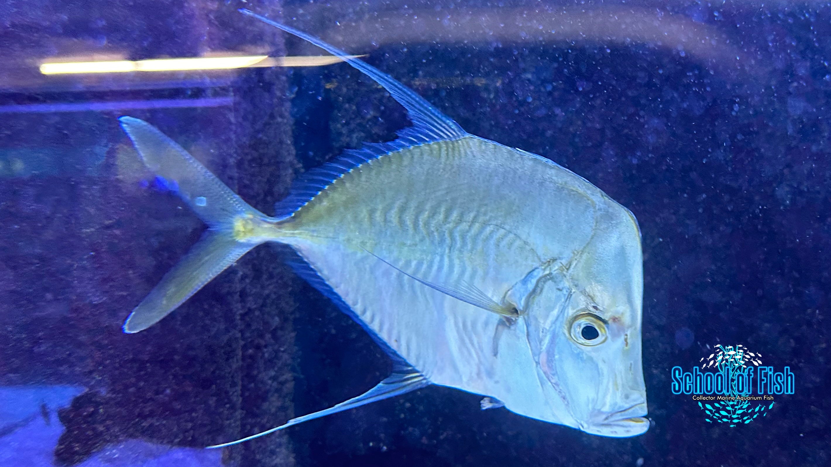 Threadfin Lookdown TFL1-3 | School of Fish Online Store