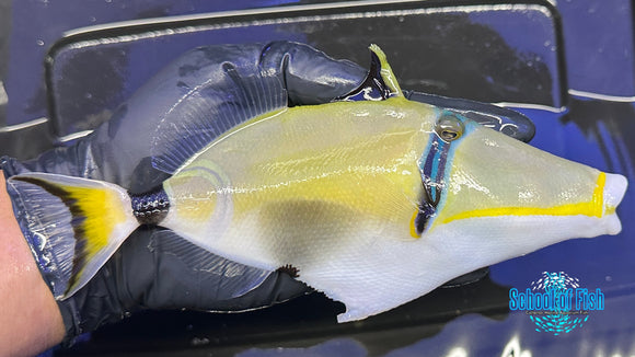 Lunula Triggerfish LT2