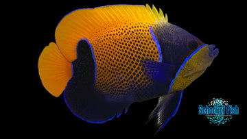 Majestic Angelfish 6"