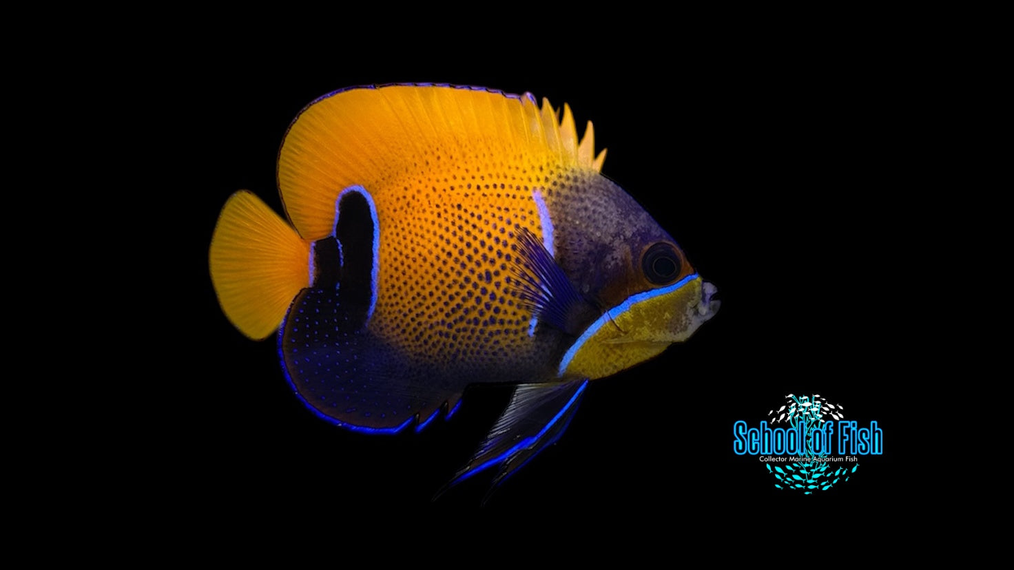 Majestic Angelfish 3"