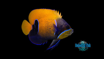 Majestic Angelfish 3"