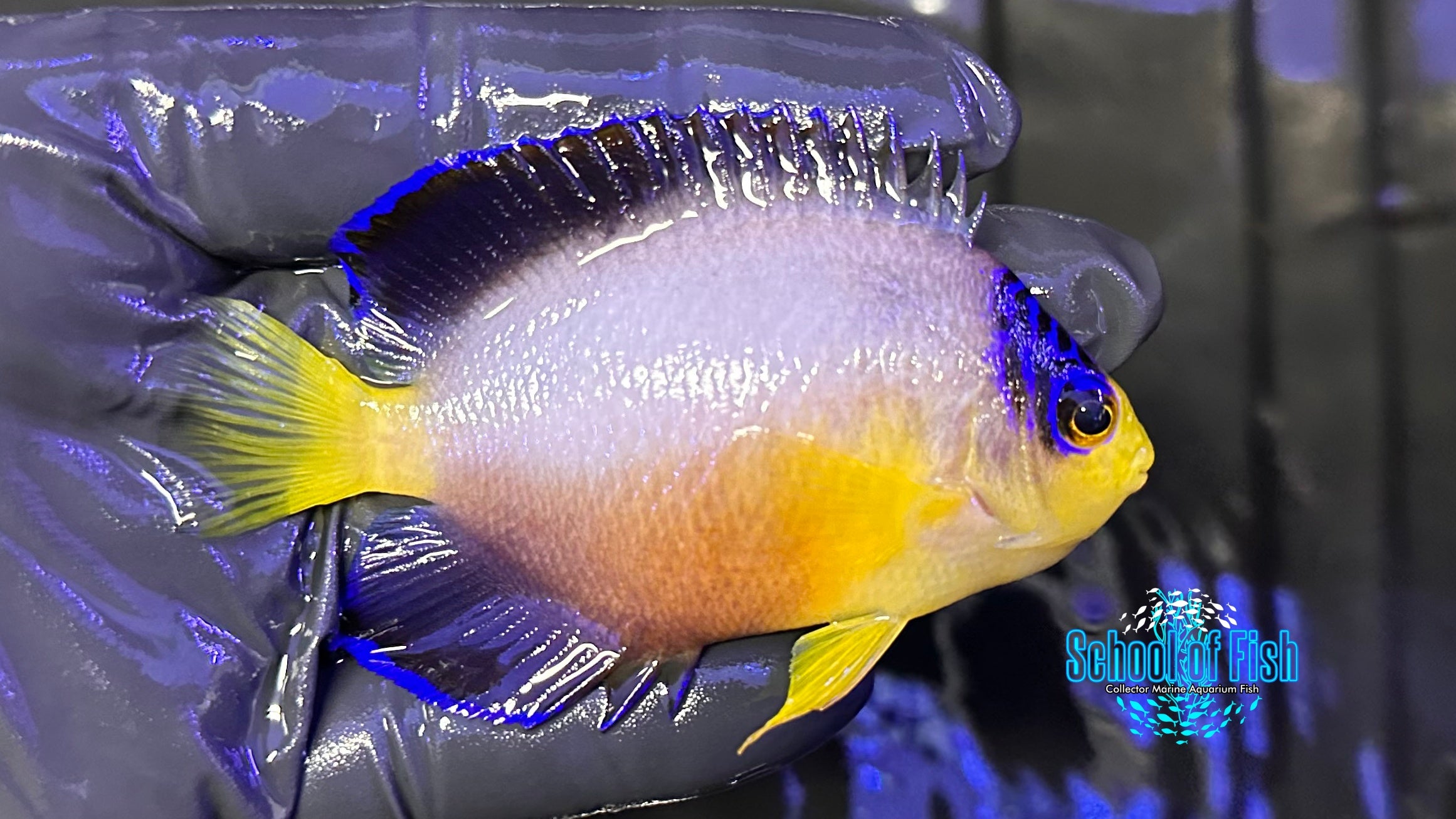 Multicolor Angelfish MA1