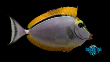 Blonde Naso Tang 4" MALE