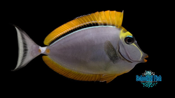 Blonde Naso Tang 4" MALE