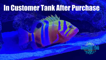 Neptune Grouper 6.0" NG2 - 0