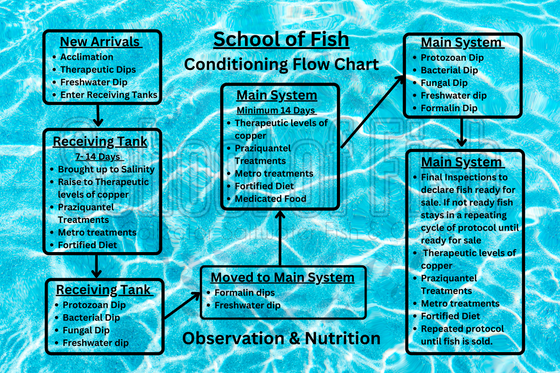 New arrivals acclimation therapeutic dips freshwater dip enter receiving tanks