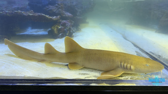 Atlantic Nurse Shark NS1