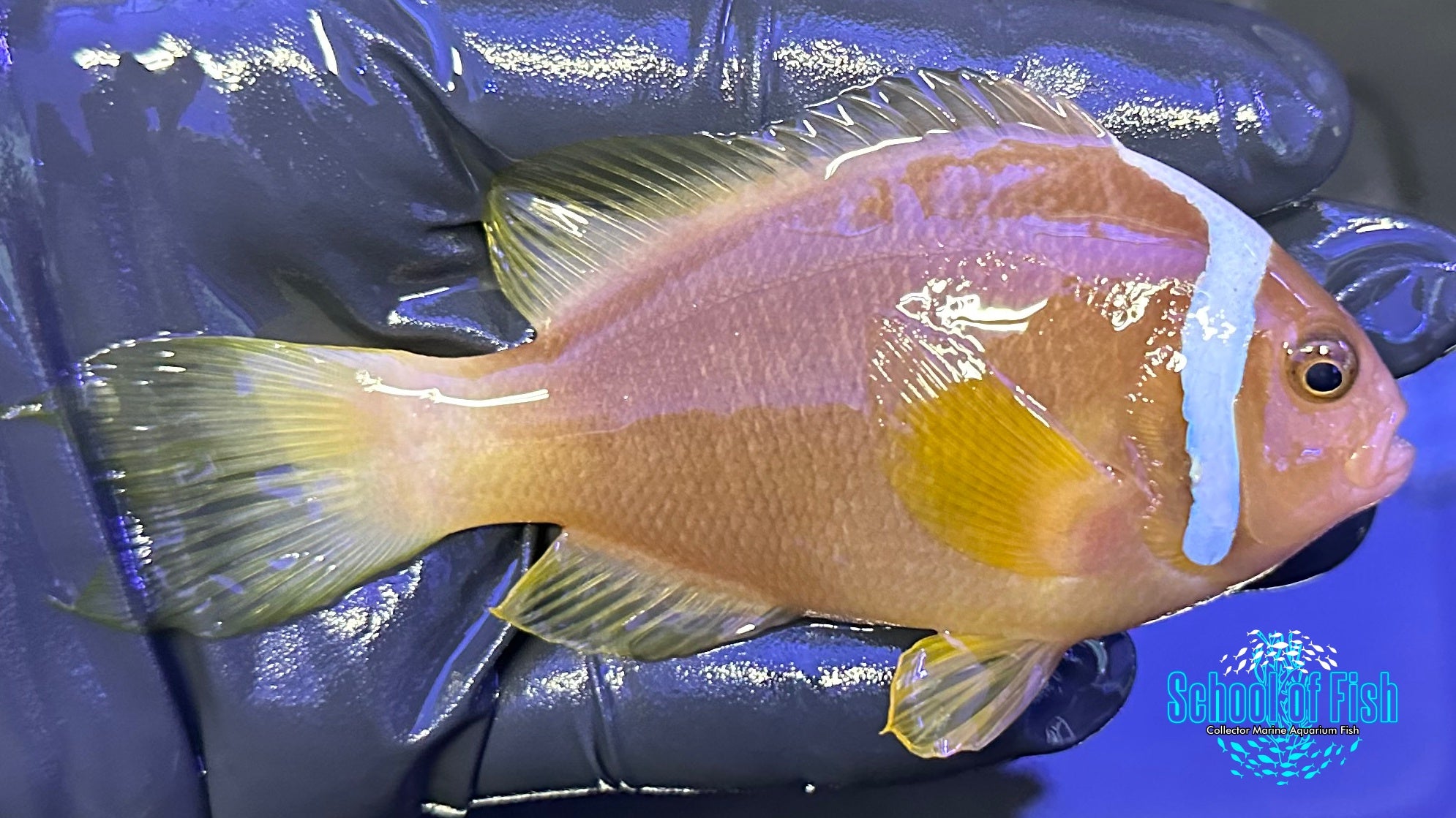 White Bonnet Clownfish Pair WILD WBP1 | School of Fish Online Store