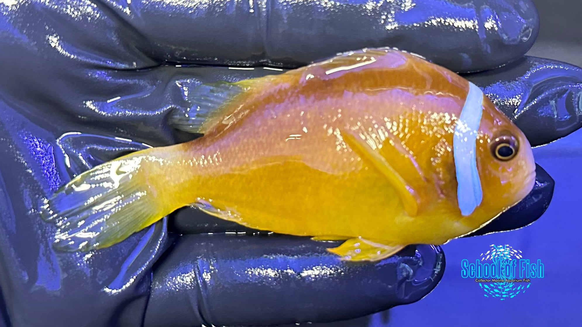 White Bonnet Clownfish Pair WILD WBP1 - 0