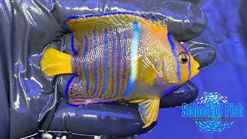 Passer Angelfish Juv. PA1