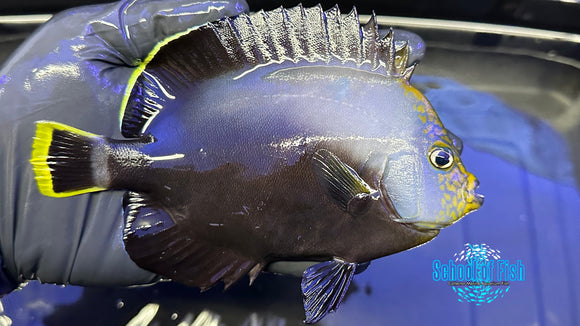 Grey Poma Angelfish GPA1