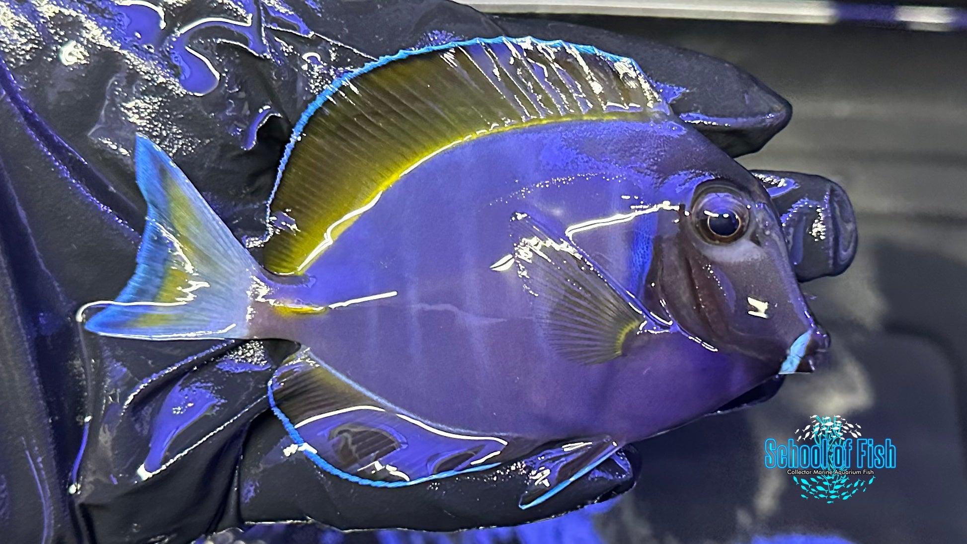 Powder Purple Tang 3"