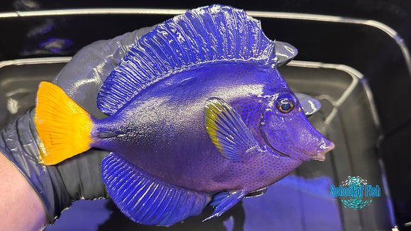 Purple Tang PT3 8"