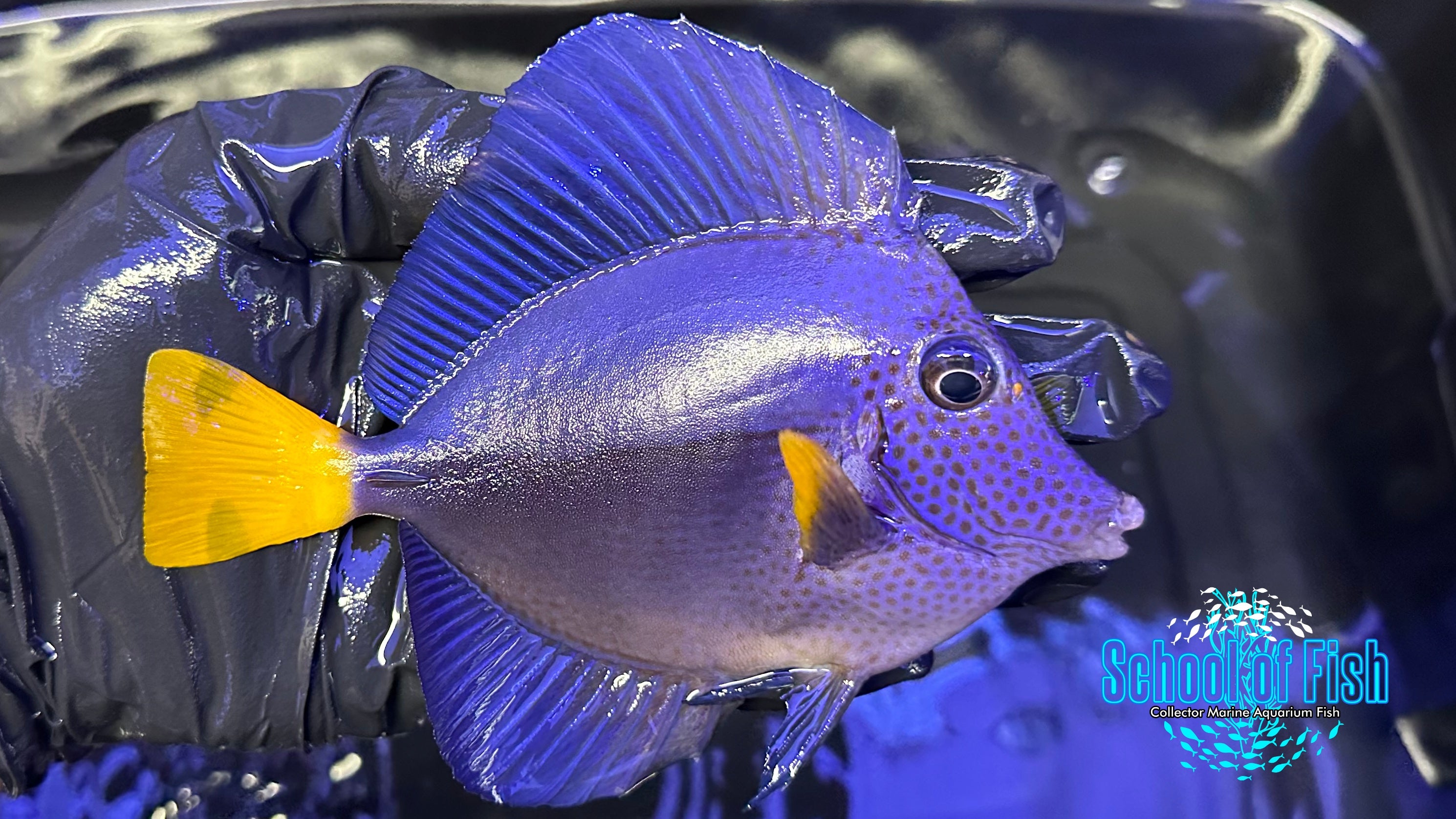 Purple Tang 5-6"