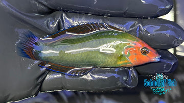 Red Headed Wrasse Male RHW1