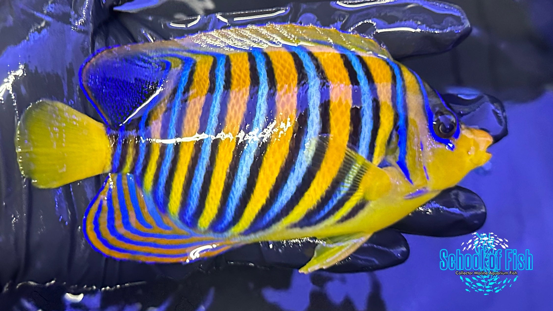 Red Sea Regal Angelfish L 2-2