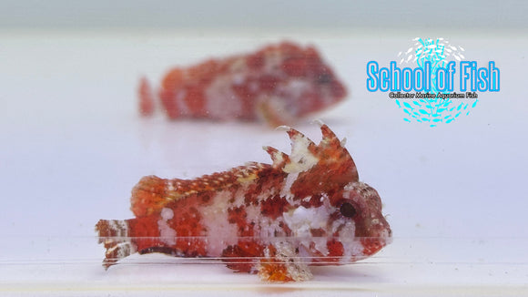 Pygmy Red Rooster Waspfish Pairs