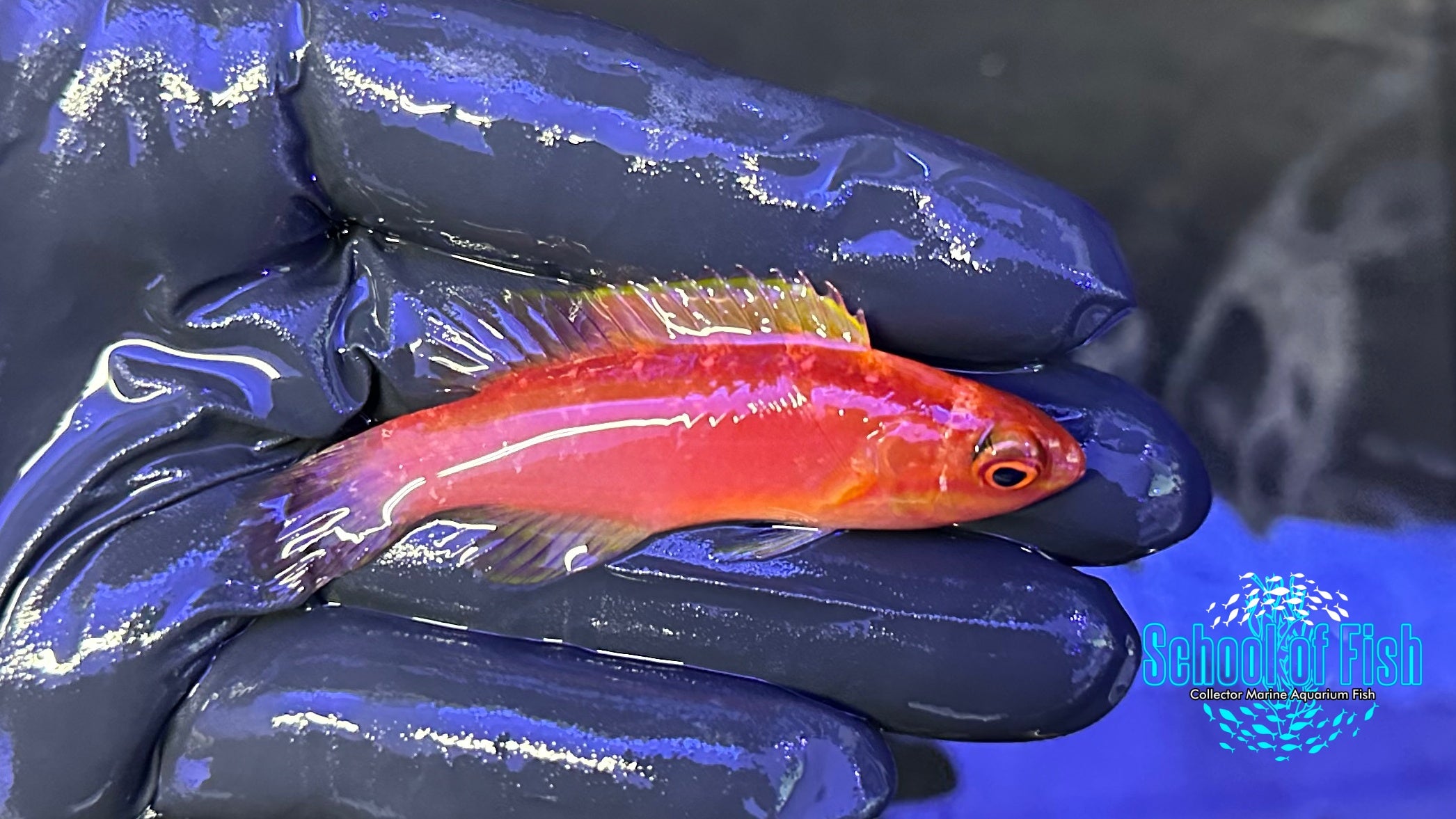 Rose Band Fairy Wrasse Male #1