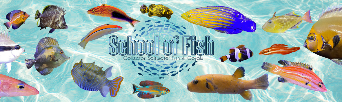 Sof banners 2 61267817 e94d 41b9 89d8 59773831579b