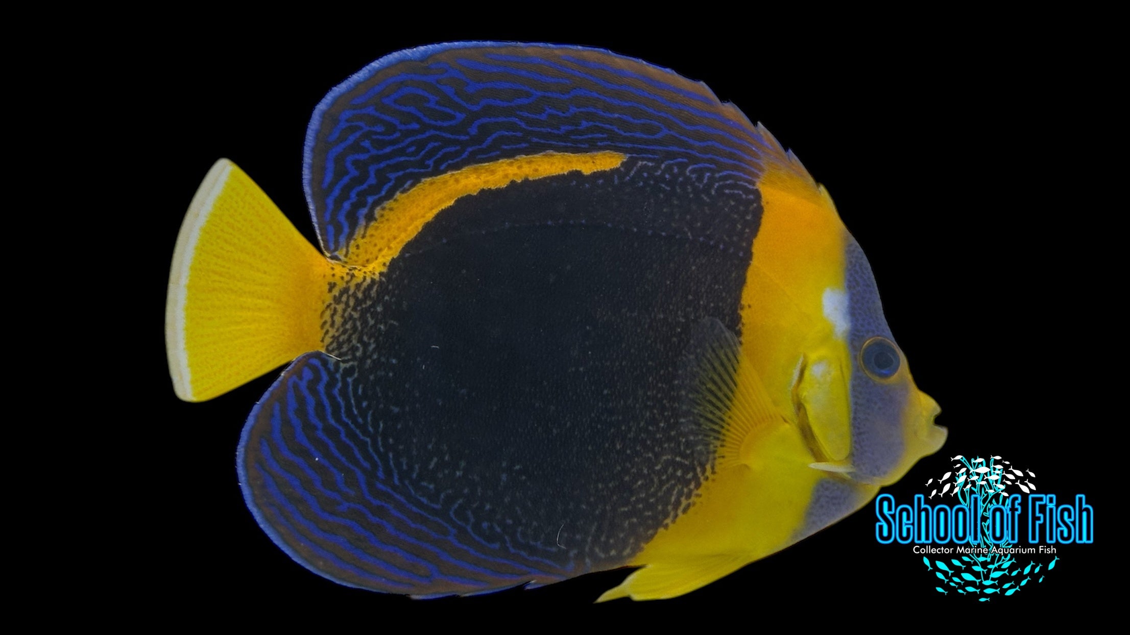 Scribbled Angelfish 7" MALE